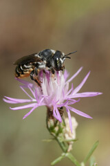 Vertical closeup on a female Mediterranean golden-tailed woodborer bee, Lithurgus chrysurus on a purple Centaurea paniculata wildflower