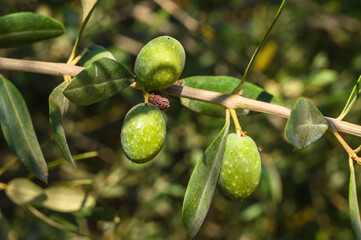 Branch with Green Olives on Green Textured Background