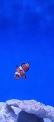 Nemo fish