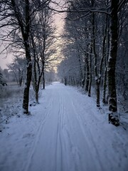 winter in the forest