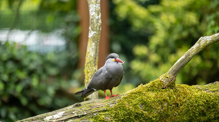 Parc Animalier des Pyrénées