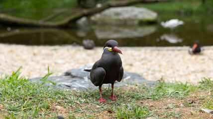 Parc Animalier des Pyrénées