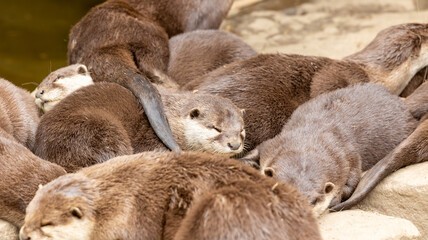 Parc Animalier des Pyr&eacute;n&eacute;es