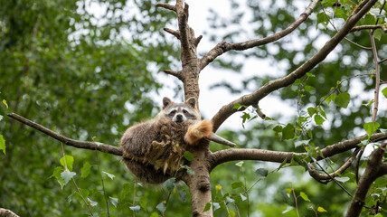 Parc Animalier des Pyrénées
