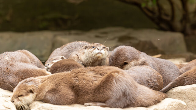 Parc Animalier des Pyr&eacute;n&eacute;es
