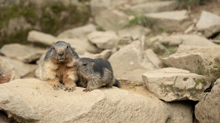 Parc Animalier des Pyrénées