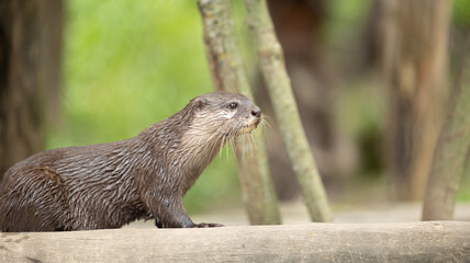 Parc Animalier des Pyrénées