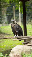 Parc Animalier des Pyrénées