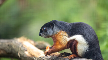 Parc Animalier des Pyrénées