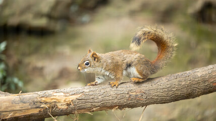 Parc Animalier des Pyrénées