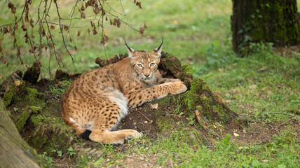 Parc Animalier des Pyrénées