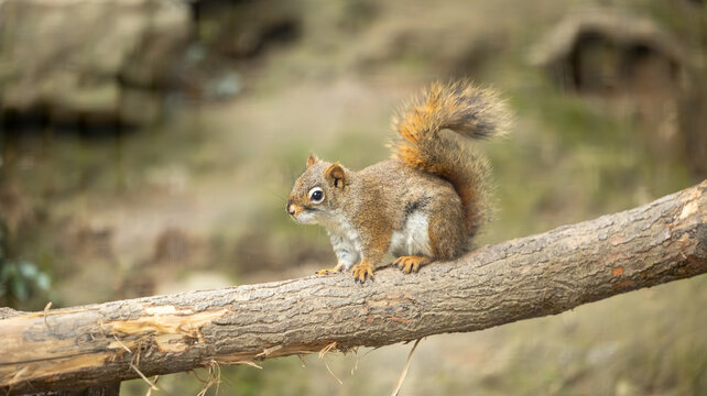 Parc Animalier des Pyr&eacute;n&eacute;es
