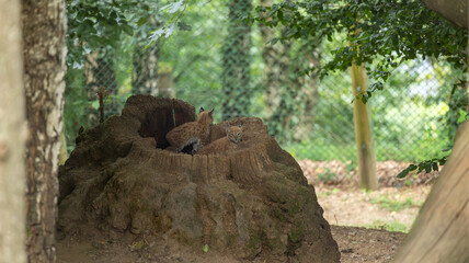 Parc Animalier des Pyr&eacute;n&eacute;es