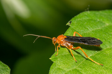 Ichneumon Wasp - Trogus pennator