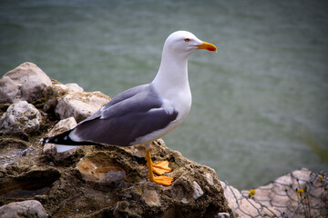 Portugal Cascais Seagull at the promenade