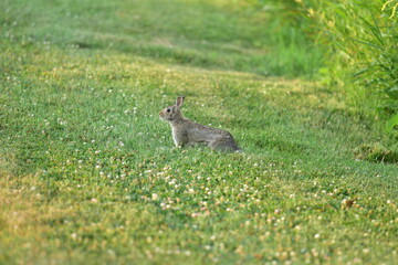 A rabbit in a park