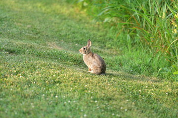 A lone rabbit standing in the grass