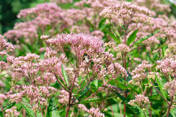 A Beautiful Pink Flowering Plant in Full Bloom, Captivating the Eye with its Beauty
