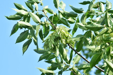 Fototapeta premium Seeds from a spruce tree hanging on the tree