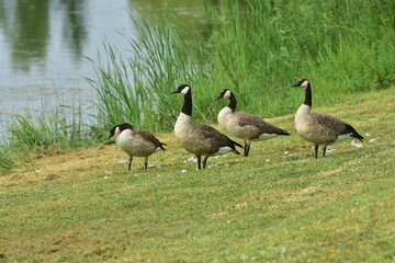 Wild geese along the edge of a lake