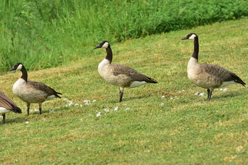 Wild geese standing in grass with feathers around it