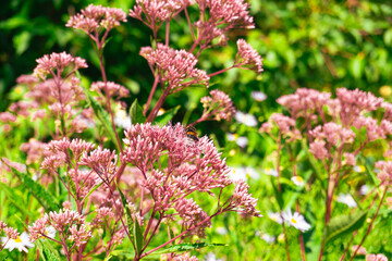 A Beautiful Pink Flowering Plant in Full Bloom, Captivating the Eye with its Beauty