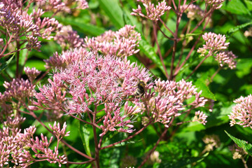 Fototapeta premium A Beautiful Pink Flowering Plant in Full Bloom, Captivating the Eye with its Beauty