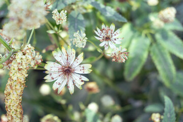 Delicate White Flowers with Charming Spots Set Against a Background of Lush Greenery