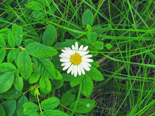 Chamomile flower (Matricaria) in the grass