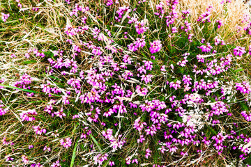 Naklejka premium Pink heather flowers