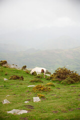 Horse pottok in the mountains in La Rhune