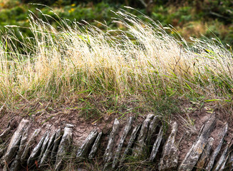 Tall dry grass on wall