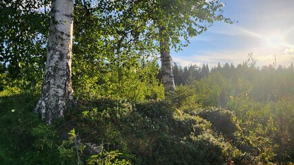 Fototapeta premium morning in the woods, Two big birch trees and the sun