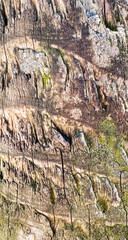 Weathered tree trunk