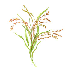 Rice grains, plant and leaves composition. Floral natural clip art of a cereal crop. Hand drawn watercolor illustration isolated from the background. For product packaging and groceries pack labels