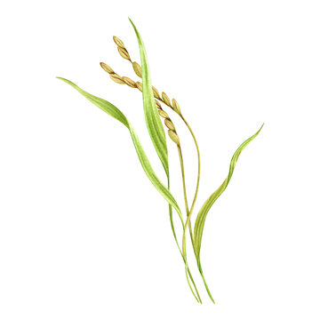 recommend clip art: Rice grains, plant and leaves composition. Floral natural clip art of a cereal crop. Hand drawn watercolor illustration isolated from the background. For product packaging and groceries pack labels