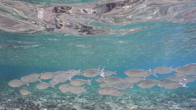 Shoal of Barred flagtail, Fiveband flagtail or Five-bar flagtail (Kuhlia mugil) floats in blue water over sandy-stony bottom on sunny day in sunrays, Slow motion