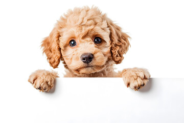 Cute dog puppy holding blank white banner in its paws isolated on white background