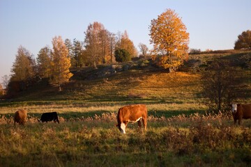Brown cows grazing in a beautiful paddock during fall/autumn, surrounded by orange trees and grass....