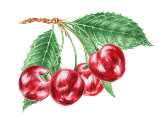 Red cherry branch with green leaf. Juicy hand drawn watercolor illustration. Delicious food art, fresh botanical realistic painting. Summer berry clipart for menu, prints for farm goods, vegan product