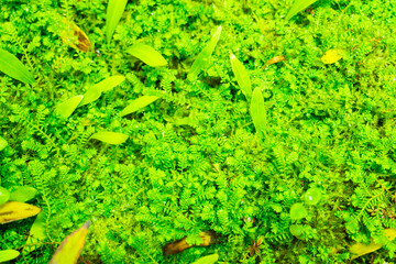 Lush Green Aquatic Plants Bathed in Bright Sunlight, Showcasing Their Natural Beauty