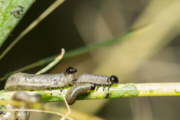 Common Asparagus Beetle Larvae - Crioceris asparagi