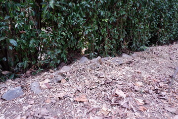 Dry fallen leaves in summer or autumn background detailed. High quality photo of dry fallen leaves on the ground.