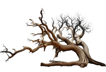 old dead spooky tree isolated on white or transparent png