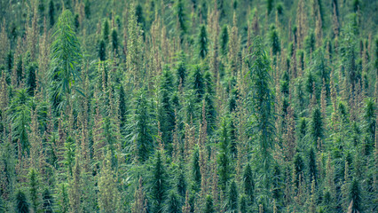 big green field with technical cannabis and hemp