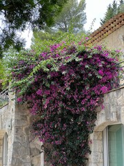 Purple Flower on house 