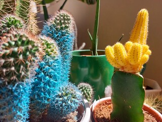 Colorful cactus plant close up photo. 
