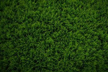 Grass Turf Texture background illustration