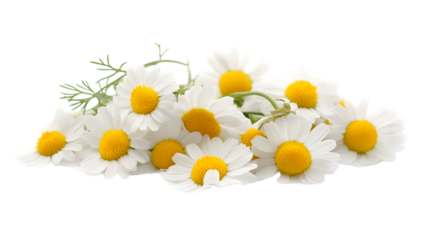 Chamomile flowers isolated on a white background with full depth of field, crisp details