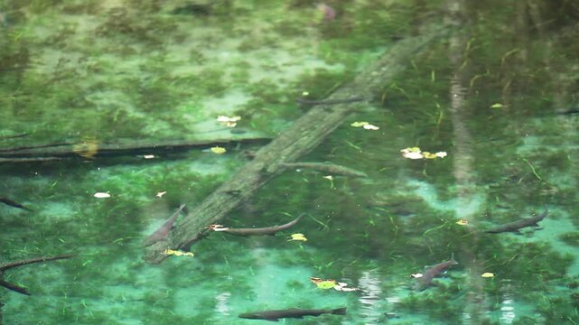 北海道　清里町神の子池